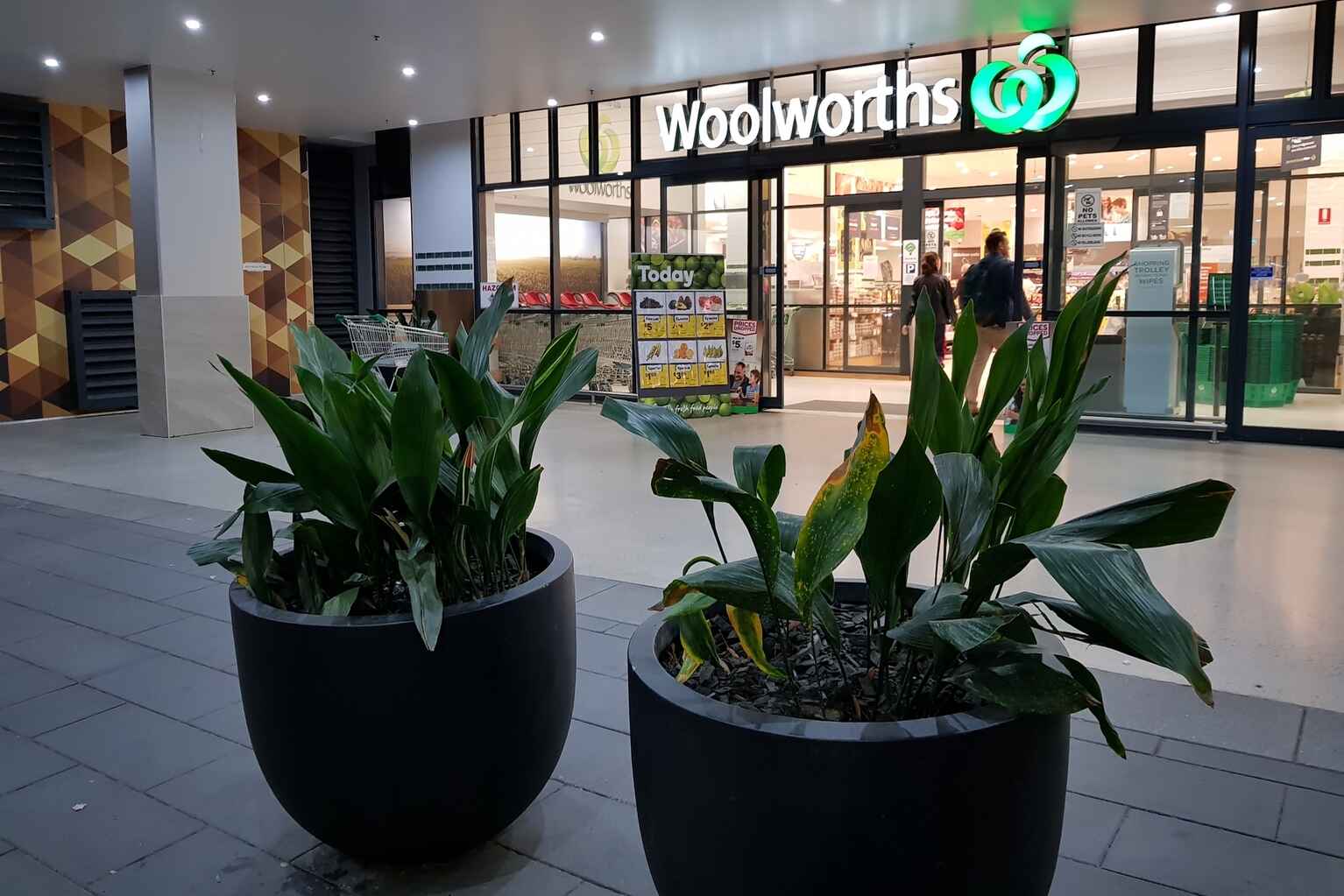 413B/2 Muller Lane Mascot